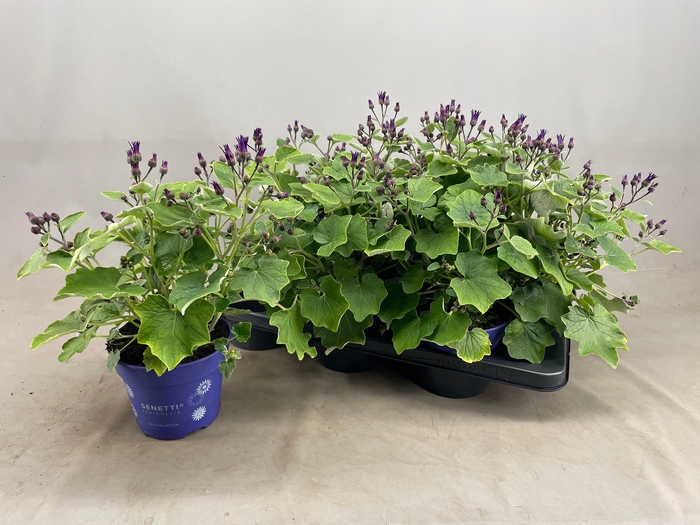 <h4>PERI C SEN DEEP BLUE</h4>