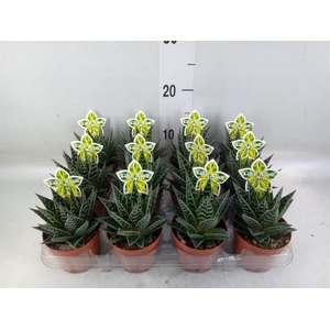 Aloe aristata 'Tiki Tahi'