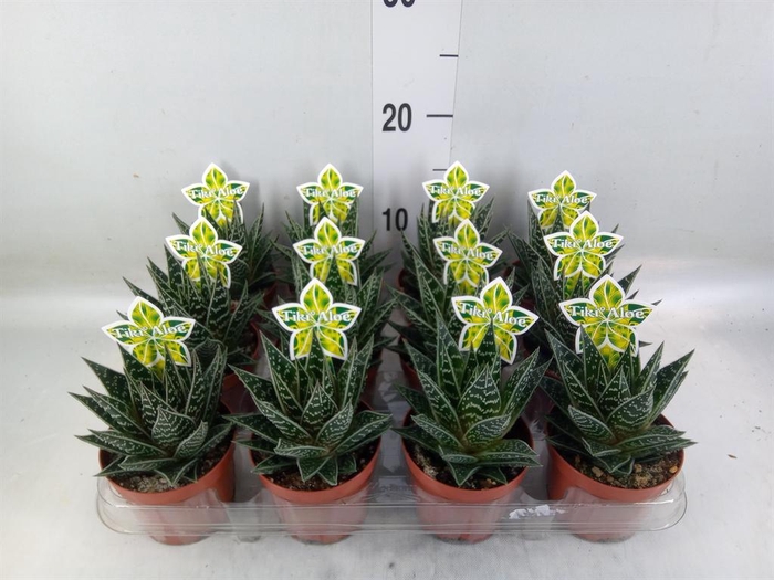 <h4>Aloe aristata 'Tiki Tahi'</h4>