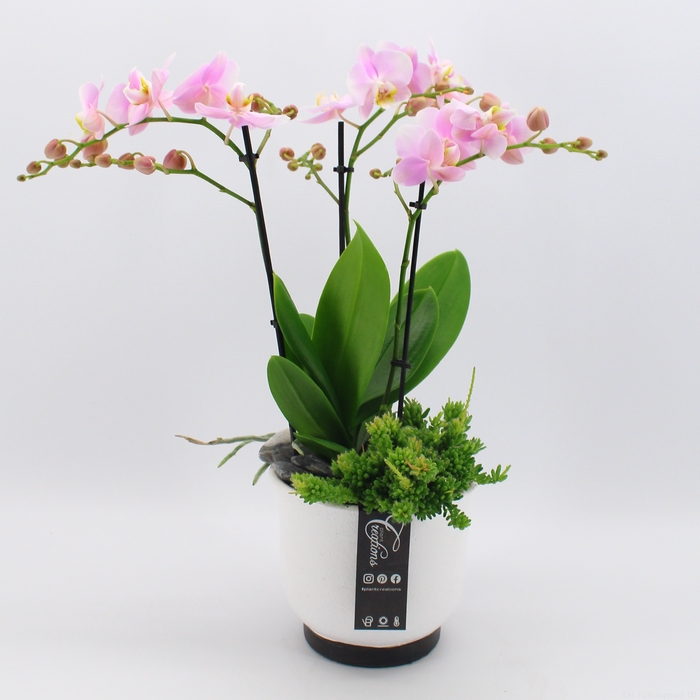 <h4>PHAL-2402 Phalaenopsis creatie</h4>