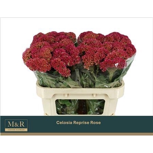 Cel C Reprise Rose