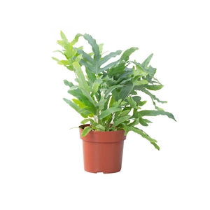 PHLEBODIUM BLUE STAR P17