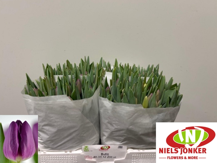 <h4>TU EN BULLIT</h4>