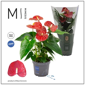 Mimesis Anthurium KARMA Red - 12cm