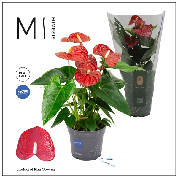 <h4>Mimesis Anthurium KARMA Red - 12cm</h4>