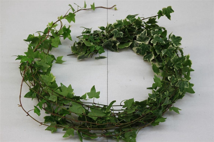 <h4>Hedera Rank Bont ( Hollands )</h4>