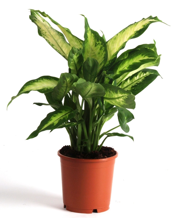 <h4>Dieffenbachia Camilla</h4>