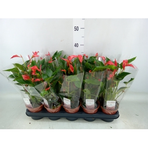 Anthurium  'Trillions Red'