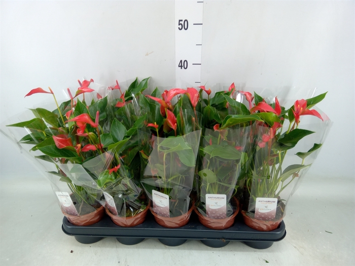 <h4>Anthurium  'Trillions Red'</h4>