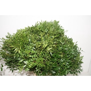 PISTA OV BLAD