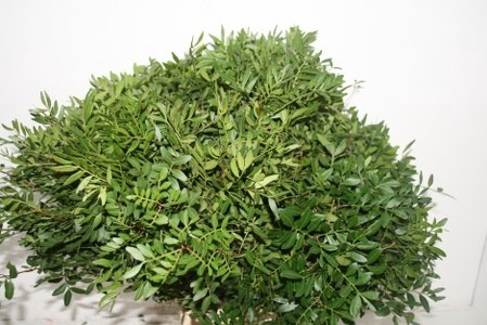 <h4>PISTA OV BLAD</h4>