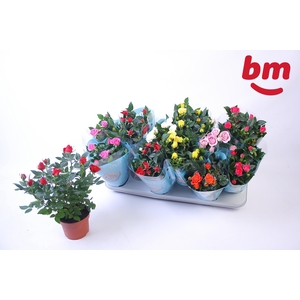 Ro B Monde Gem 7 Srt