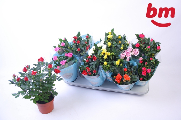 <h4>RO B MONDE GEM 7 SRT</h4>