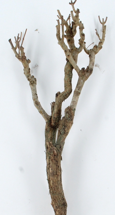 <h4>SERINGENSTRONK</h4>