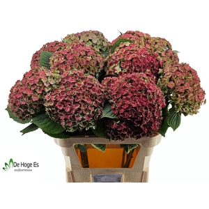 HYDR M BEAU LUXOR CL