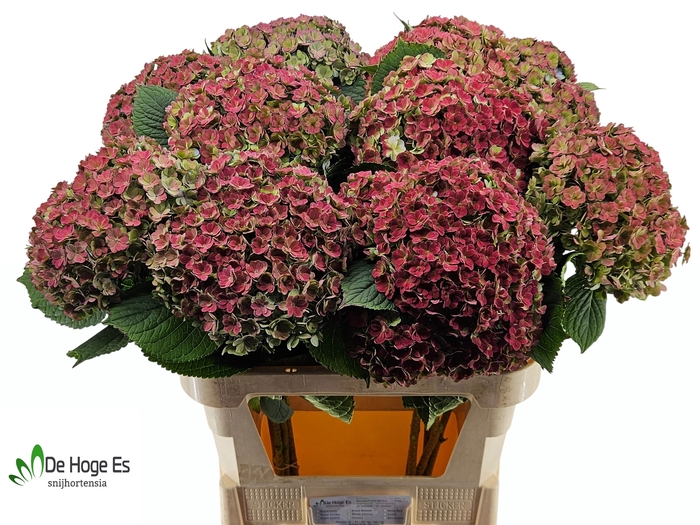 <h4>HYDR M BEAU LUXOR CL</h4>