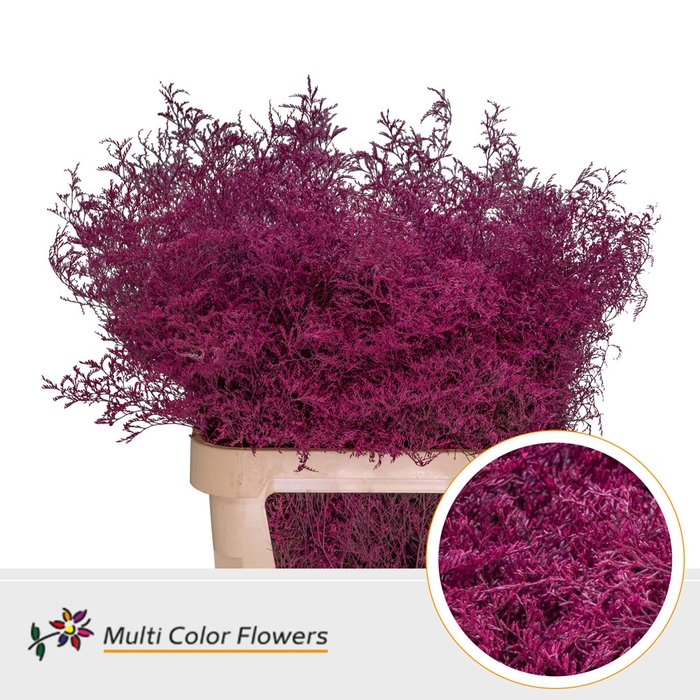 <h4>Limonium Beltlaard Erica</h4>