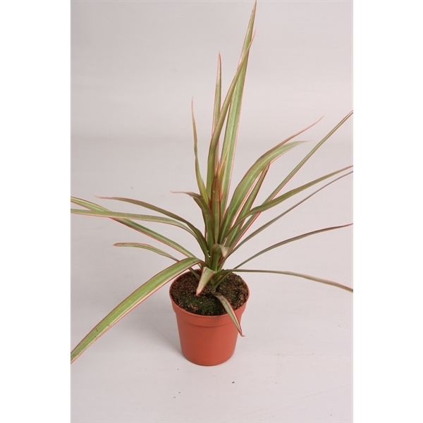 <h4>Dracaena 'Bicolor'</h4>