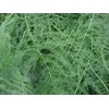 ASP PLUMOSUS SPUNTONI 50 ST