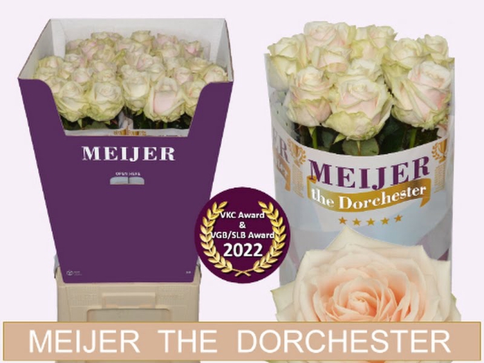 <h4>R Gr Dorchester+ Meijer</h4>