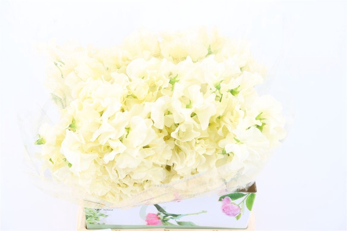 <h4>Lathyr Odor Cream</h4>