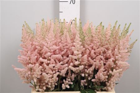 Astil C Vision Inferno