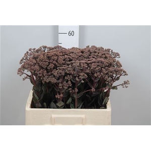 Sedum Matrona