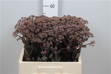 <h4>Sedum Matrona</h4>