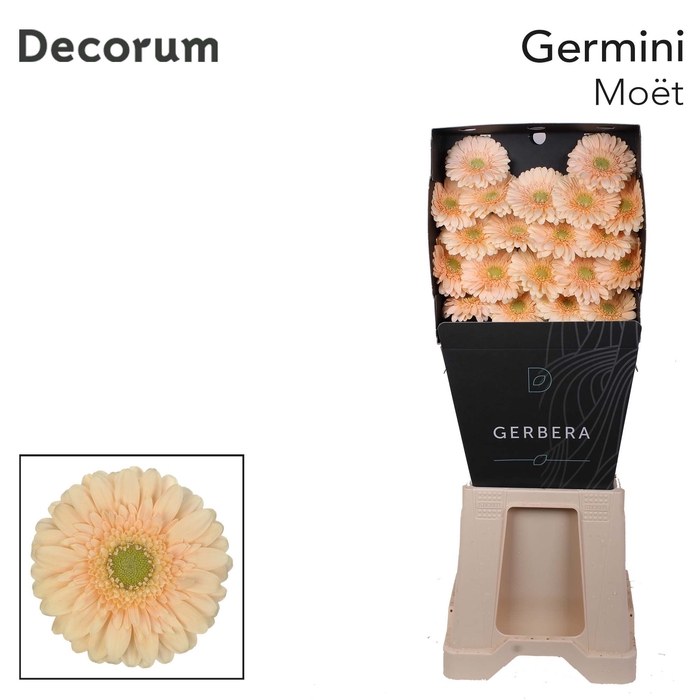 <h4>Germini Moet Diamond</h4>