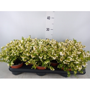 Gaultheria   ...white berry