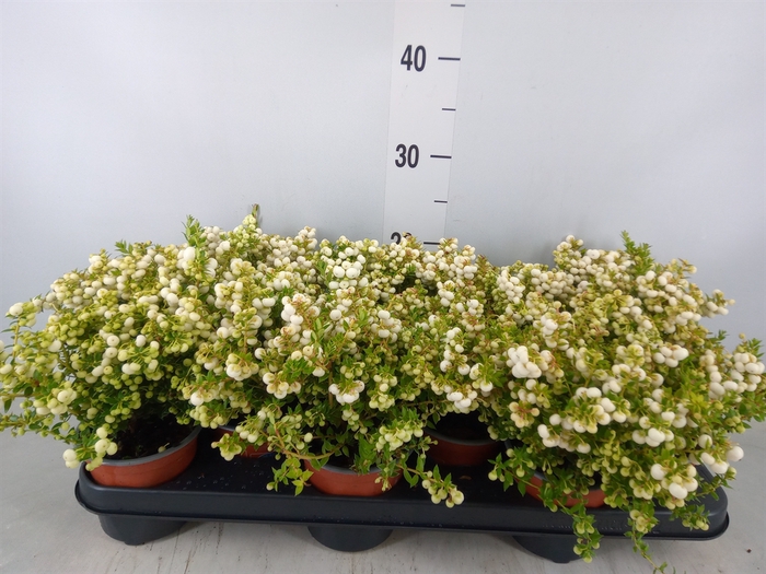 <h4>Gaultheria   ...white berry</h4>
