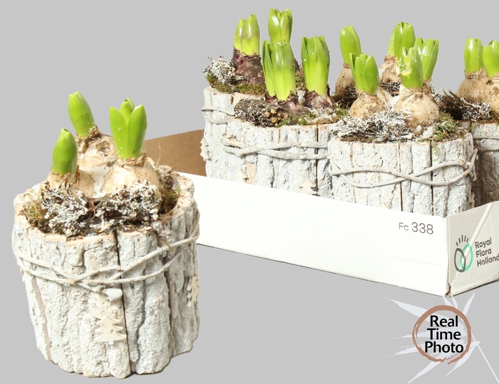 <h4>ARR HYACINTH</h4>