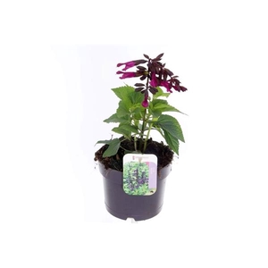 Salvia overig