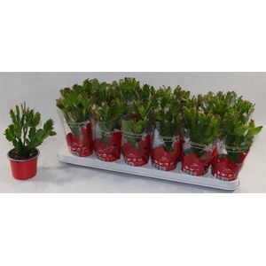 SCHLUMBERGERA RED P9