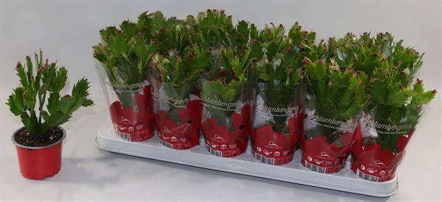 <h4>SCHLUMBERGERA RED P9</h4>
