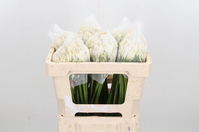 <h4>Agap Gletsjer</h4>