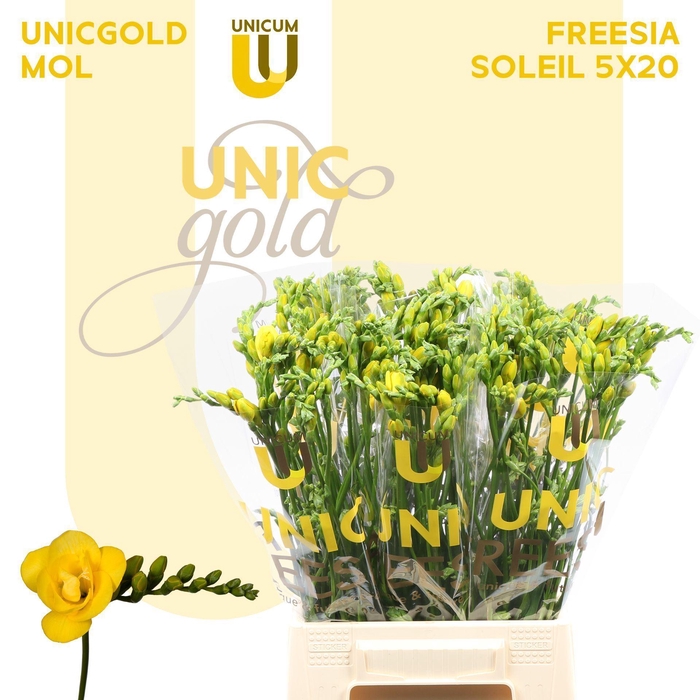 <h4>FREESIA DU SOLEIL UG MOL - SOLEIL 5</h4>