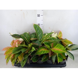 Aglaonema   ...