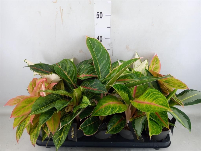<h4>Aglaonema   ...</h4>