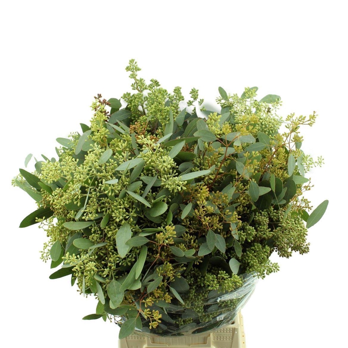 <h4>EUCALYPTUS POPULUS WITH BERRIES</h4>