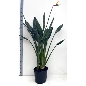 STRELITZIA REGIN BL