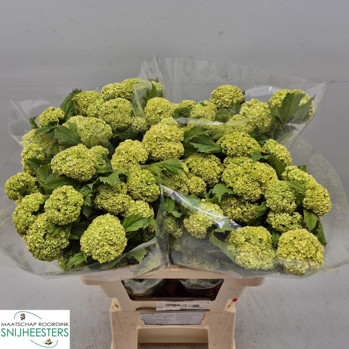 <h4>VIBURNUM ROSEUM ST</h4>