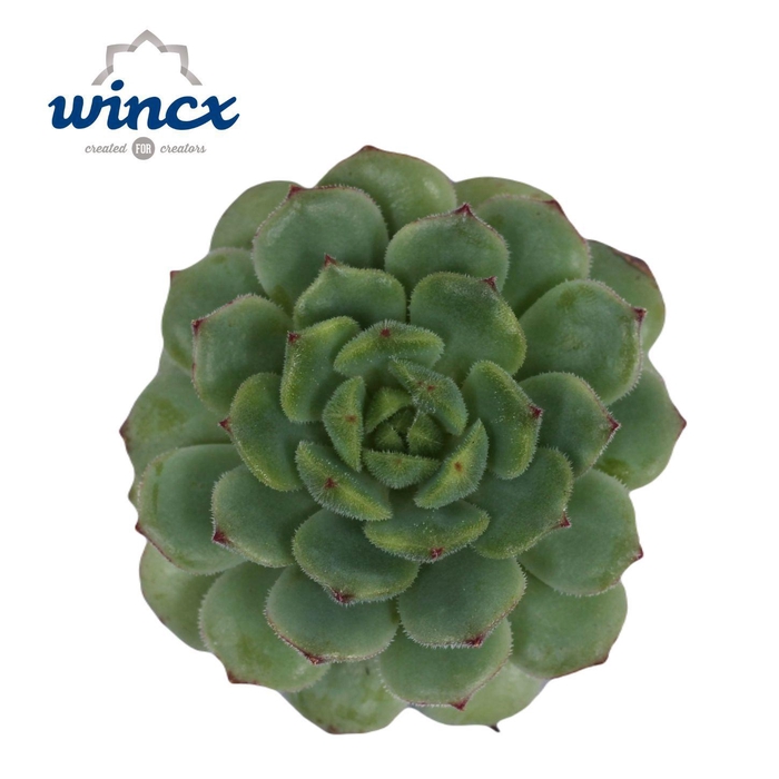 <h4>Echeveria Derenbergii Green Cutfl</h4>