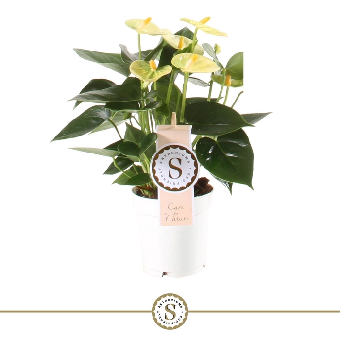 <h4>Anthurium andr. 'Vanilla'</h4>
