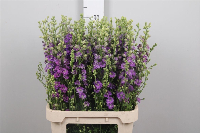 <h4>Cons R Q Violet/ Lilac</h4>