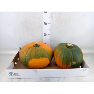 Cucurbita max. 'Halloween'