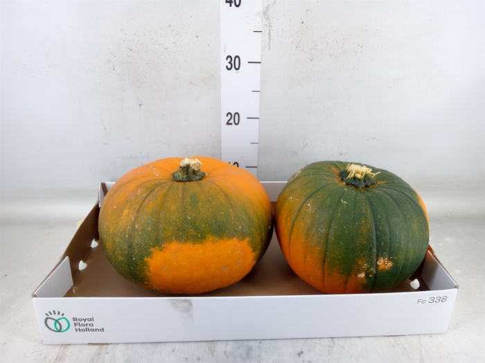 <h4>Cucurbita max. 'Halloween'</h4>