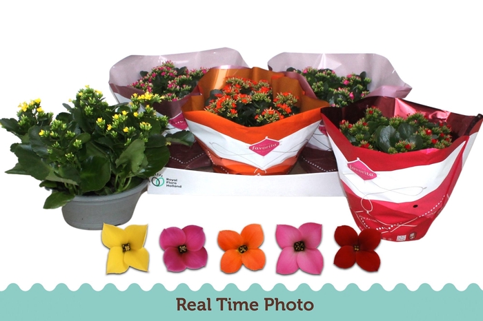 <h4>KAL EN GEM 5 KL</h4>