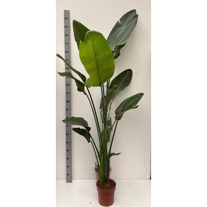 STRELITZIA NICOLAI
