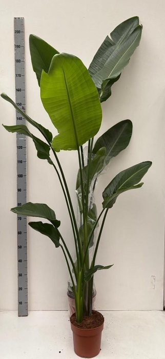 <h4>STRELITZIA NICOLAI</h4>